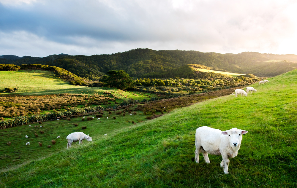 Sheeps-in-New-Zealand