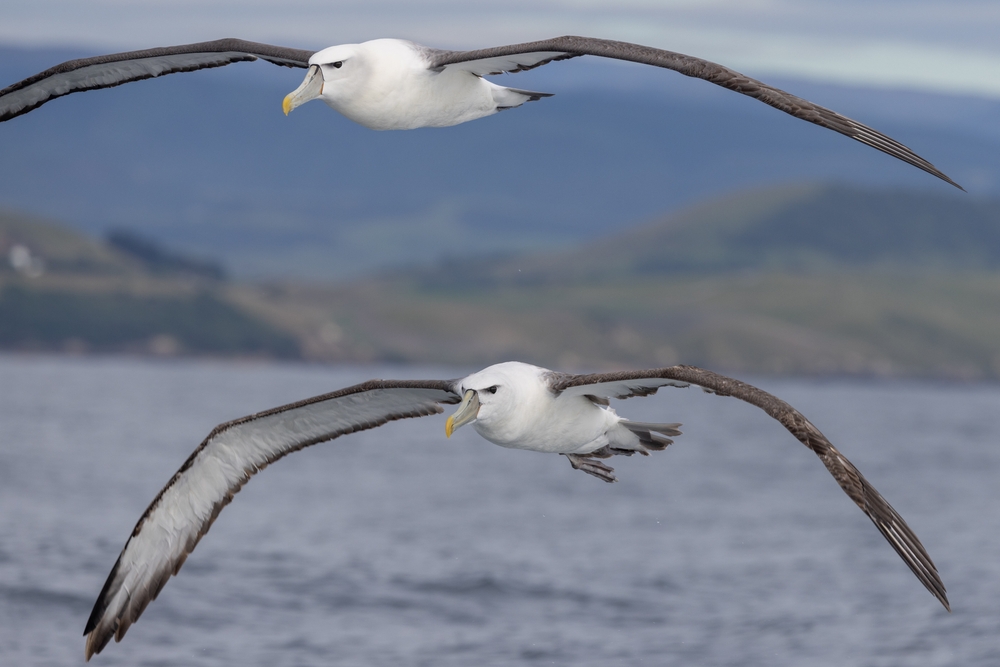 White-capped Mollymawk Albatross in New Zealand