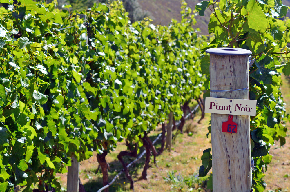 Pinot Noir sign on grape vine in Gibbston valley in Otago