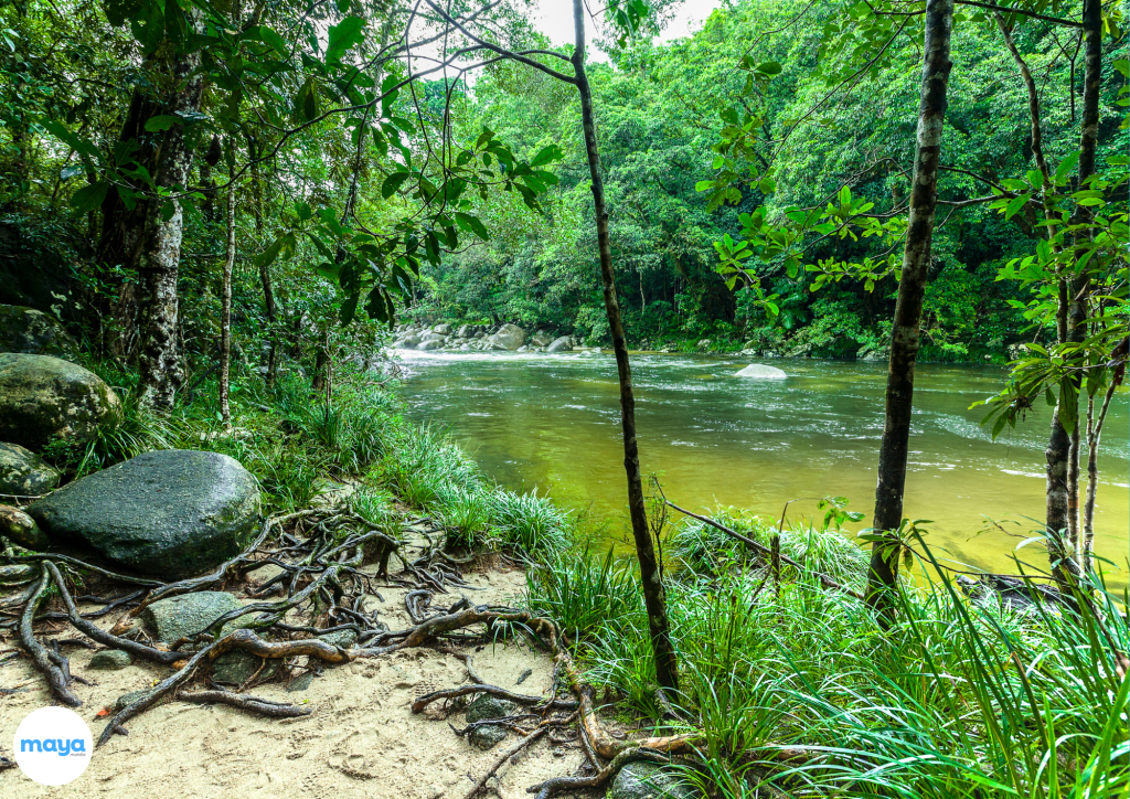 Daintree Rainforest