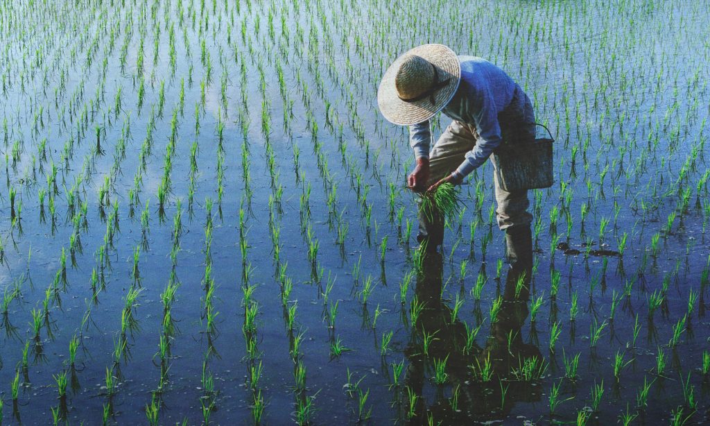 Rice Planting Festivals (varies by region, typically May–August)