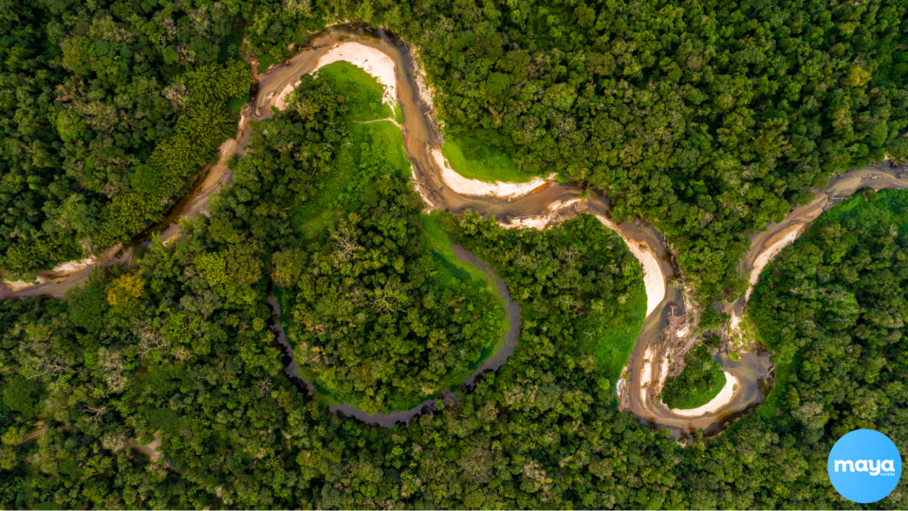 Amazon Rainforest
