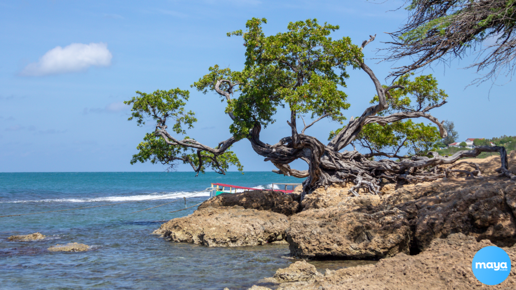 Treasure Beach