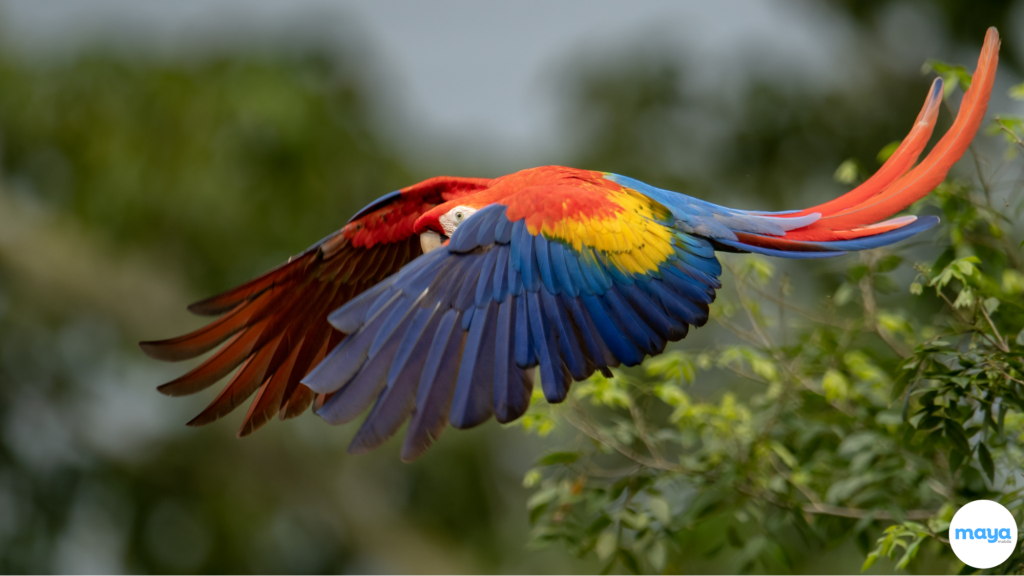 Corcovado National Park
