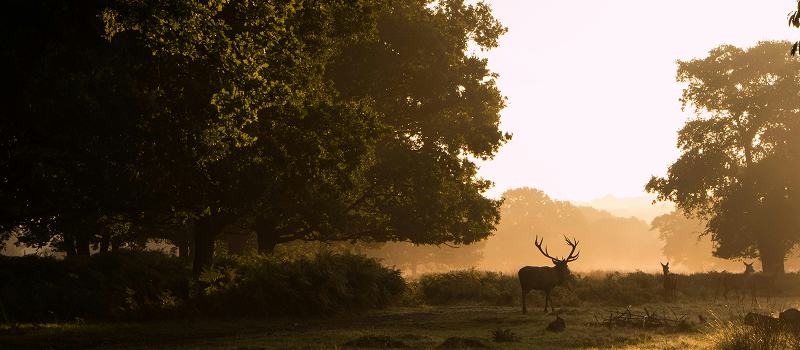Richmond Park